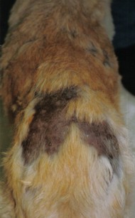 Alopecia en el lomo de un perro con Hipotiroidismo